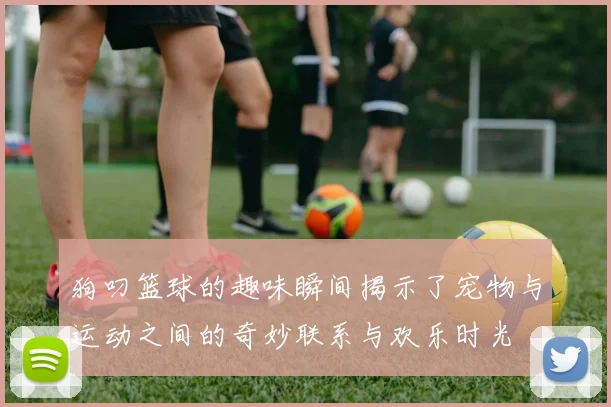 狗叼篮球的趣味瞬间揭示了宠物与运动之间的奇妙联系与欢乐时光